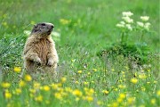 94 Marmotta in sentinella tra il verde dei pascoli ai Piani dell'Avaro